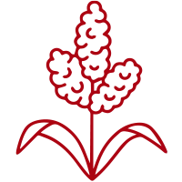 SORGO